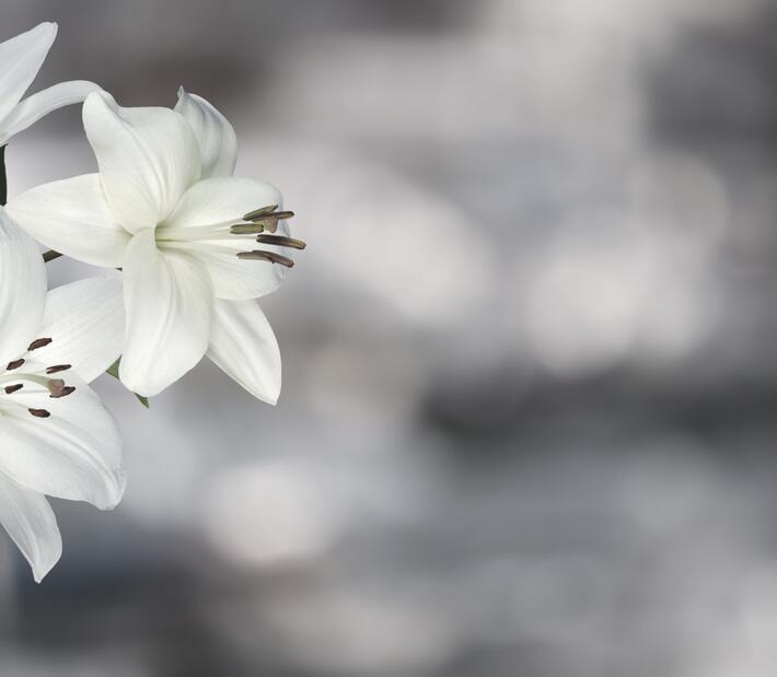 Drei weiße Lilien vor einem grauen Hintergrund